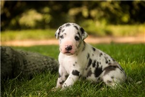 Alex - puppy for sale