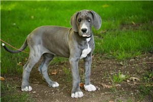 Gabriella - puppy for sale