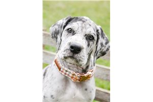 Jessica - Great Dane for sale