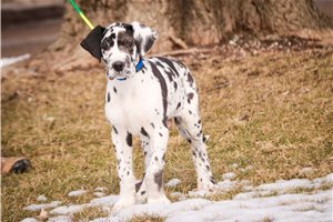 Cadet - Great Dane for sale