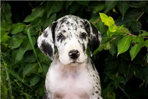 Guinevere - puppy for sale