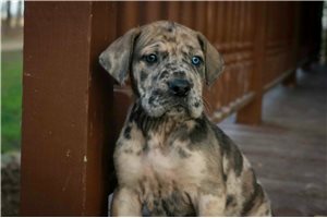 Grayson - Mixed/Other for sale