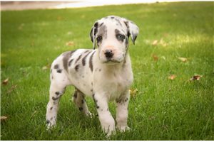 Adam - Great Dane for sale