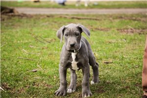 Jaime - Great Dane for sale