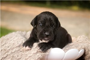 Alexa - puppy for sale
