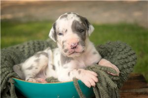 Albert - puppy for sale