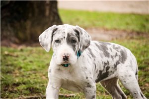 Jared - Great Dane for sale
