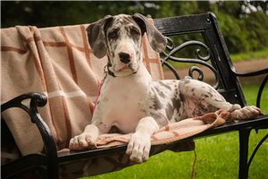 Bailey - Great Dane for sale