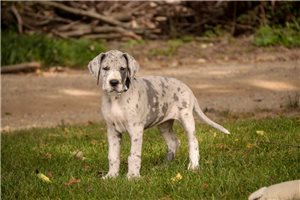 Alice - Great Dane for sale