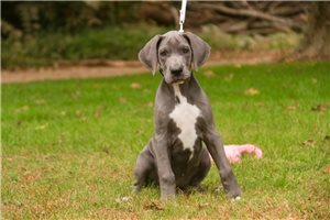 Allegra - puppy for sale