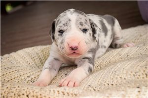 Bella - puppy for sale