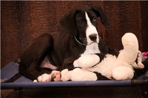 Gideon - puppy for sale