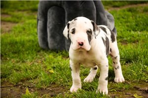 Gladys - Great Dane for sale