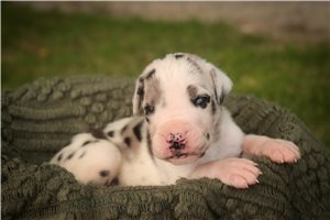 Adam - Great Dane for sale