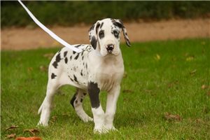 Rachel - Great Dane for sale
