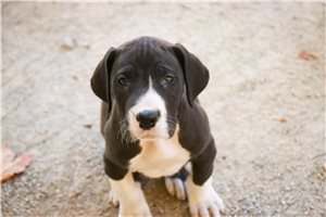 George - puppy for sale