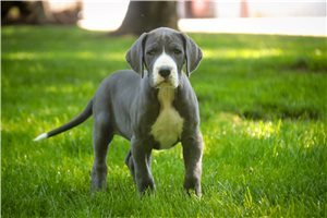 Gizmo - Great Dane for sale