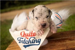 Alden - puppy for sale