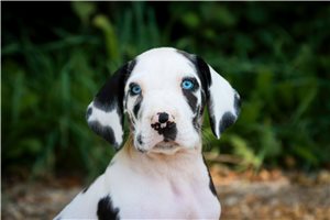 Gidget - puppy for sale