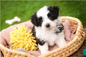 Duke - Havanese for sale