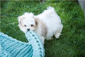 Josiah - Havanese for sale