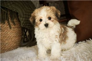 Jack - Havanese for sale