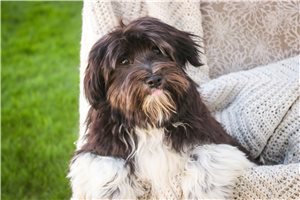Samuel - Havanese for sale