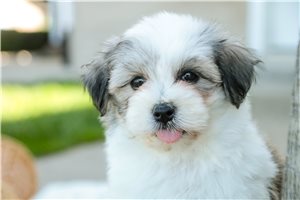 Delta - Havanese for sale