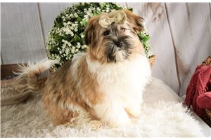 Hope - Havanese for sale