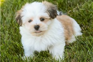 Diego - puppy for sale
