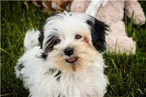 Daisy - Havanese for sale