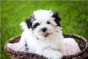 Daisy - Havanese for sale