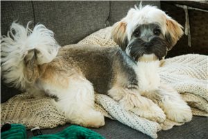 Cedric - Havanese for sale