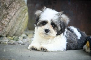 Domino - Havanese for sale
