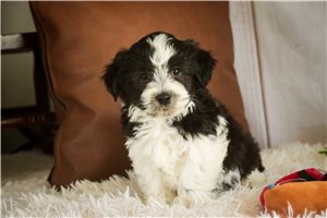 John - puppy for sale