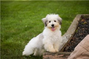 Delta - Havanese for sale
