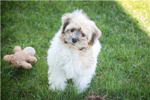 James - Havanese for sale