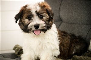 Sage - Havanese for sale