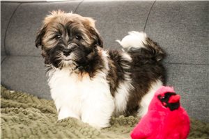 Silas - Havanese for sale
