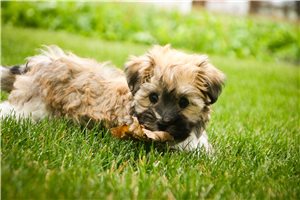 Charlie - puppy for sale