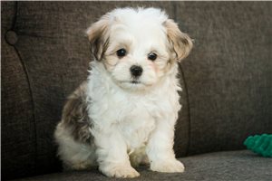 Josiah - puppy for sale