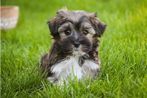 Chase - Havanese for sale