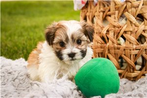 Harley - puppy for sale