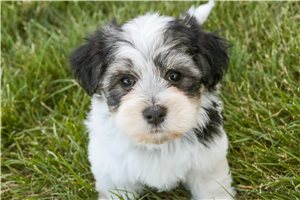 Diana - puppy for sale