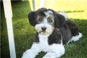 John - Havanese for sale