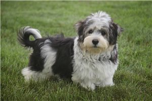 Diana - Havanese for sale
