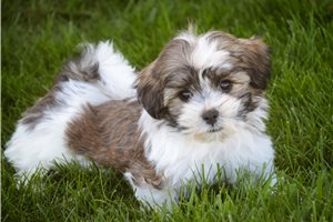 Charlie - Havanese for sale