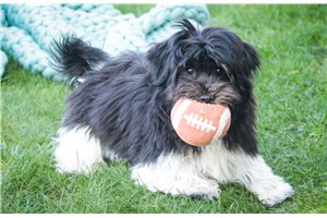 Samuel - puppy for sale