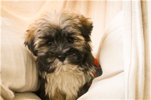 Chester - puppy for sale