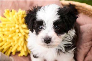 Duke - Havanese for sale